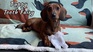 The tooth fairy visits mini dachshund puppy