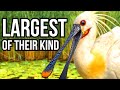 4 beautiful birds that are the largest members of their families