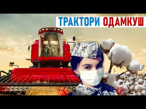 Видео: Салмон ба цурхай алгана