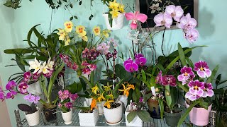 Мои короли и королевы апрель 2024. Цветение 23 орхидеи за 25 минут . Ого ! Целых 5 королевских особ😁