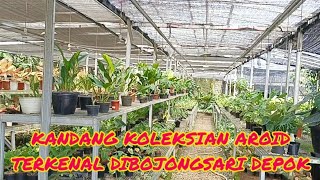 KANDANG KOLEKSIAN AROID TERKENAL DI BOJONGSARI DEPOK⁉️KOLEKSIAN VARIGATA BANYAK PILIHAN