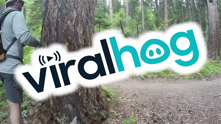 New Family Encounter Black Bear On Trail || ViralHog