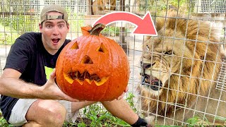 Lion Pride Smashes Halloween Pumpkins ! What Happens ?!