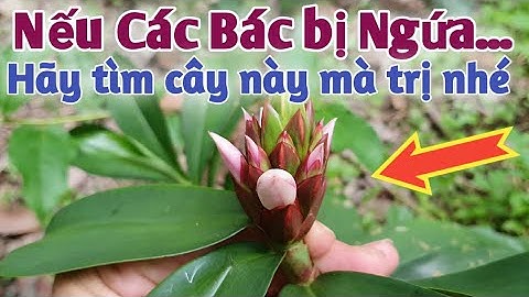 Bài thuốc trị Viêm thận cấp, mề đay mẩn ngứa, viêm tai, viêm họng. PHAN HẢI Vlog.