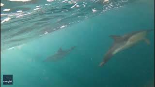 500-Dolphin Superpod Sighted Leaping Through English Channel