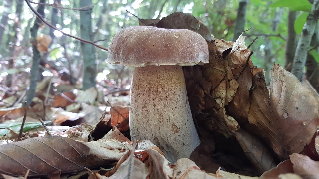 FUNGHI PORCINI 2022 🍄Bellissimi funghi 🍄 in Romania белые грибы