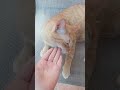 my silly little noy cheddar being silly like always #cheddar #cute #silly #cute #kitty #orangecat