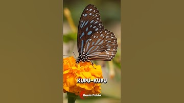 Fakta Aneh Tentang Kupu-Kupu yang Jarang Diketahui! #faktahewan #kupukupu #fyp #shorts
