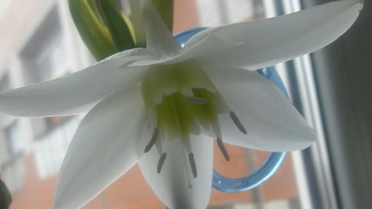 Белая лилия или эухарис скоро зацветет.