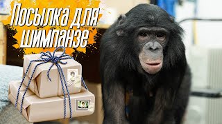 картинка: Шимпанзе Боня получила посылку | Чудо обезьяна убирает мусор | Шимпанзе ездит на самокате