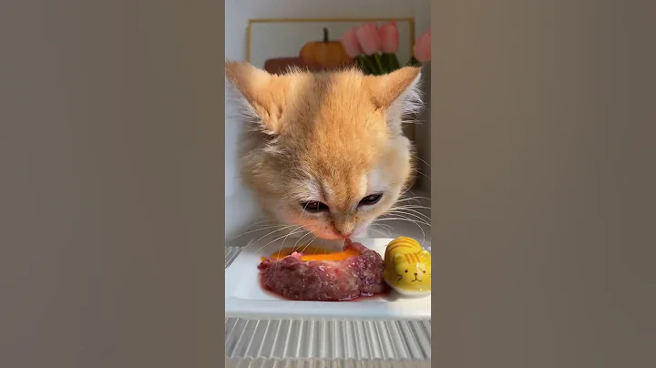 Little Cat Immersed In Eating Raw Meat Stained Egg Yolk #shorts #kitten #cats - DayDayNews