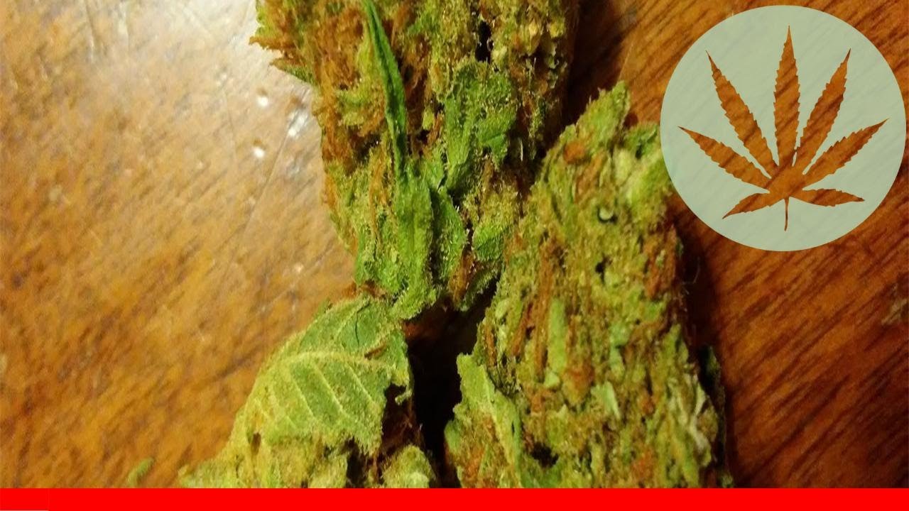 Querkle - All About This Strain