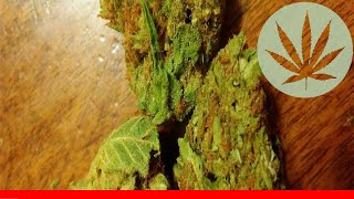 Querkle - All About This Strain