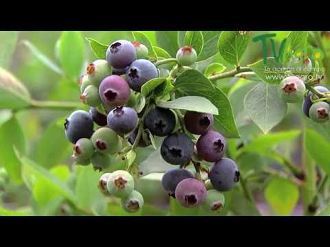 Video: La fruta de los arándanos no madura - ¿Por qué mis arándanos no maduran?
