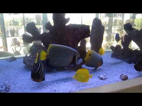 reef aquarium shop FOWLR Tank at PureReef.net in GA....feeding LRS Frenzy Foods