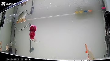 ghép thành công cá rồng với cá la hán