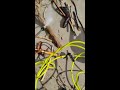 Satisfying | Powerwashing | Drift wood