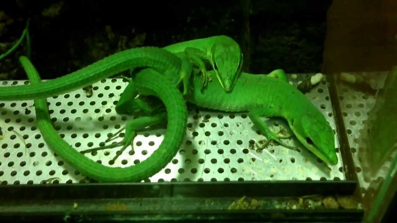 camera iphone 8 plus apk Mating pair of Takydromus dorsalis