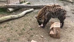 Animal Adventure Park Youtube