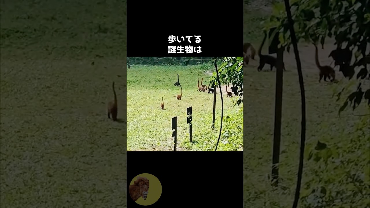 新種の小型恐竜が発見されました..🦕? #動物 #雑学 #豆知識 #ハナグマ #かわいい