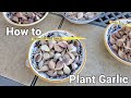 How to Plant Garlic