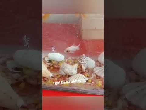 kendime yeni Balık