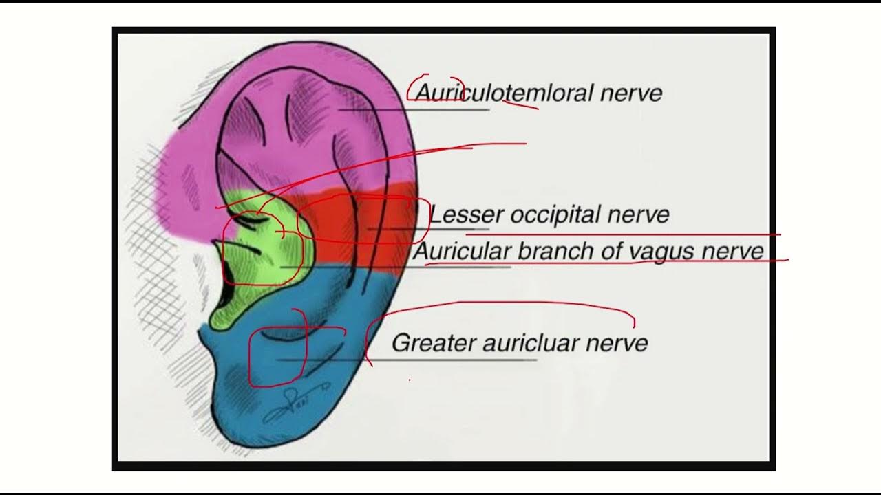 External ear nerve supply MRCS question solve (CRACK MRCS) YouTube