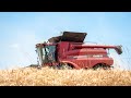 Case IH 7088 Axial Flow | Trebbiatura Grano 🌾 | F.lli Roman