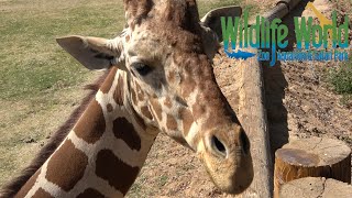 Wildlife World Zoo Tour & Review with The Legend