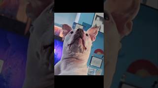 Teaching her to "say please" was a terrible idea...🤣 #funny #dogs #memes #shorts #funnyanimals