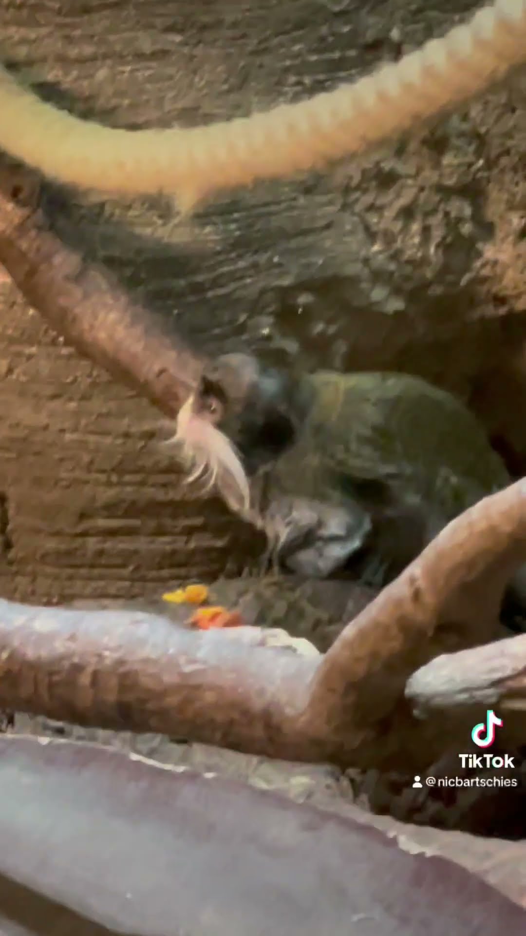 kleine Äffchen - Nic Bartschies #Shorts 716 - YouTube kleine Äffchen - Nic Bartschies #Shorts 716 - YouTube