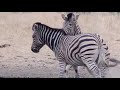 OMG! Angry Zebra FightㅣAttack a Baby ZebraㅣWild Animal Attacksㅣ아기얼룩말을 공격하는 화난 얼룩말