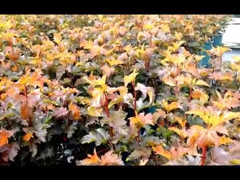 Video: Informacije o Coppertina Ninebark - Kako gojiti grm Coppertina Ninebark