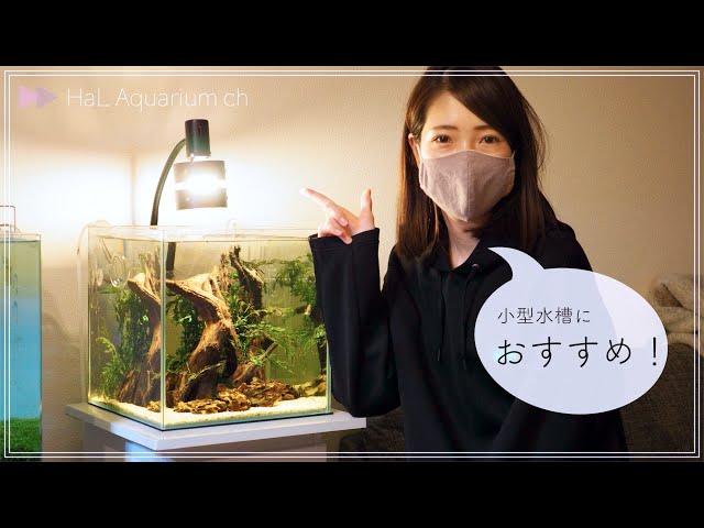 水槽 user_d1832a27 アクアリウム】#41”小型水槽にNITORIのクリップライトを使ってみ