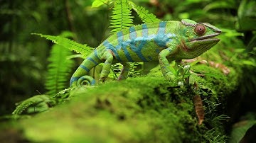 3D chameleon animation and VFX - CgFolks Studio