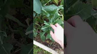 La Que Me Lian Las Cabras Ya Tenemos Brócolis De Milagro