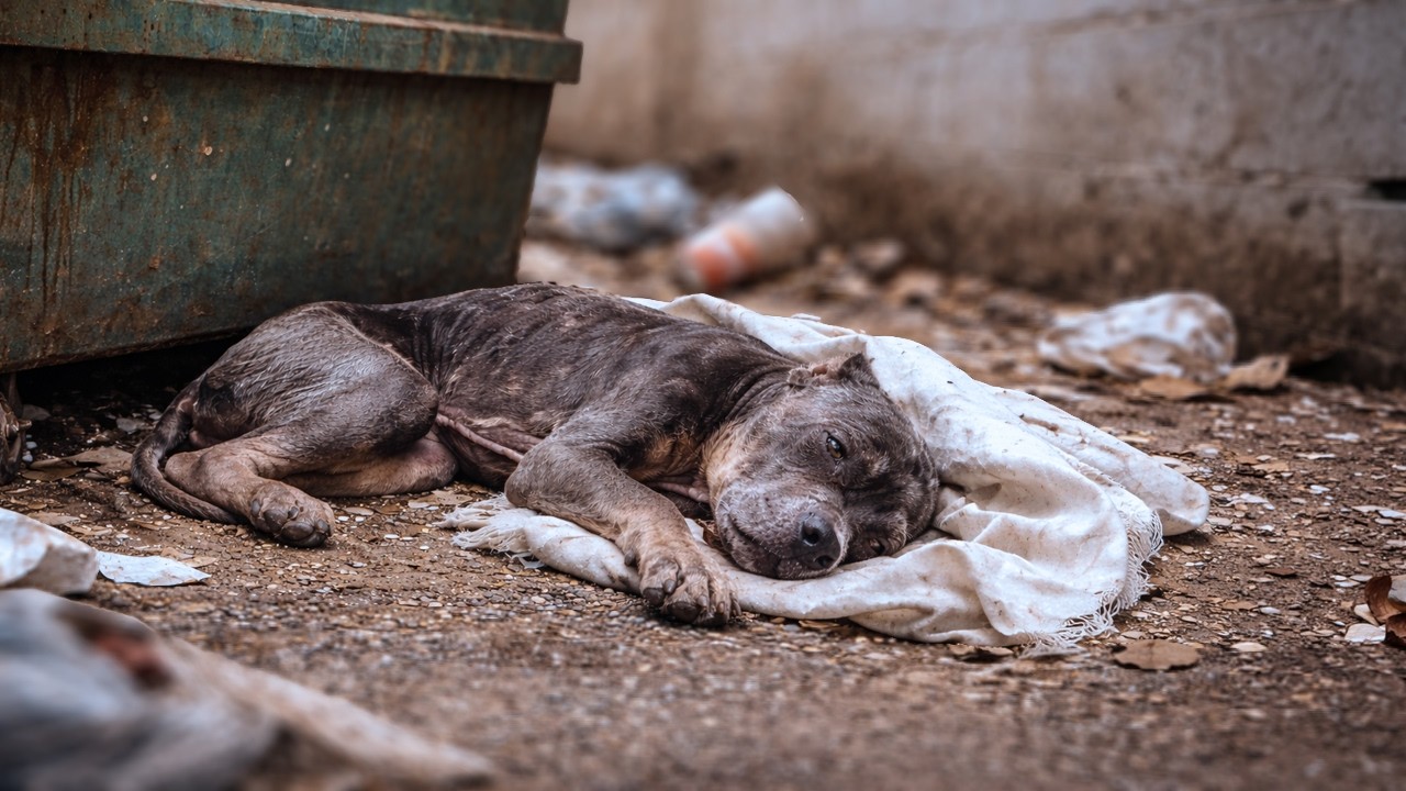 He Lay Motionless Beside Trash… What We Discovered Was Heartbreaking ...