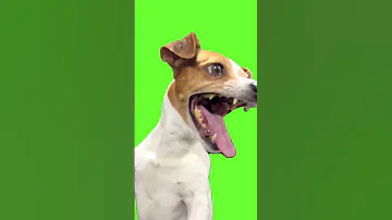 Chroma Key Laughing Dog Meme Green Screen For Video Editing Shorts 