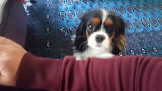 Luna the Tricolor Cavalier King Charles Spaniel has a funny way of letting me know