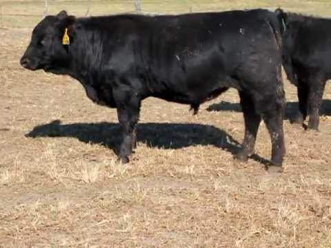 1106 - Dream Catcher x 3C Sturdy bull