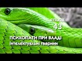 Чому під час ковід-афери українці зацікавились темою психопатів