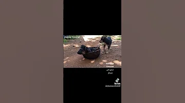 القافلة تسير و الكلاب في القدرة 
