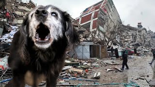 Can Animals Actually Predict Earthquakes?
