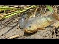 Easy Catching Fish In Mud In Dry River