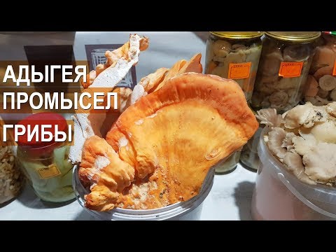 Промысел. Грибы и