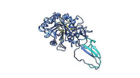 Elephantulus edwardii Chitinase Enzyme