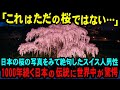 【海外の反応】「日本の桜は時を超えるのか…？」日本で1000年以上続いているある伝統が大暴露され、世界中が驚愕した理由