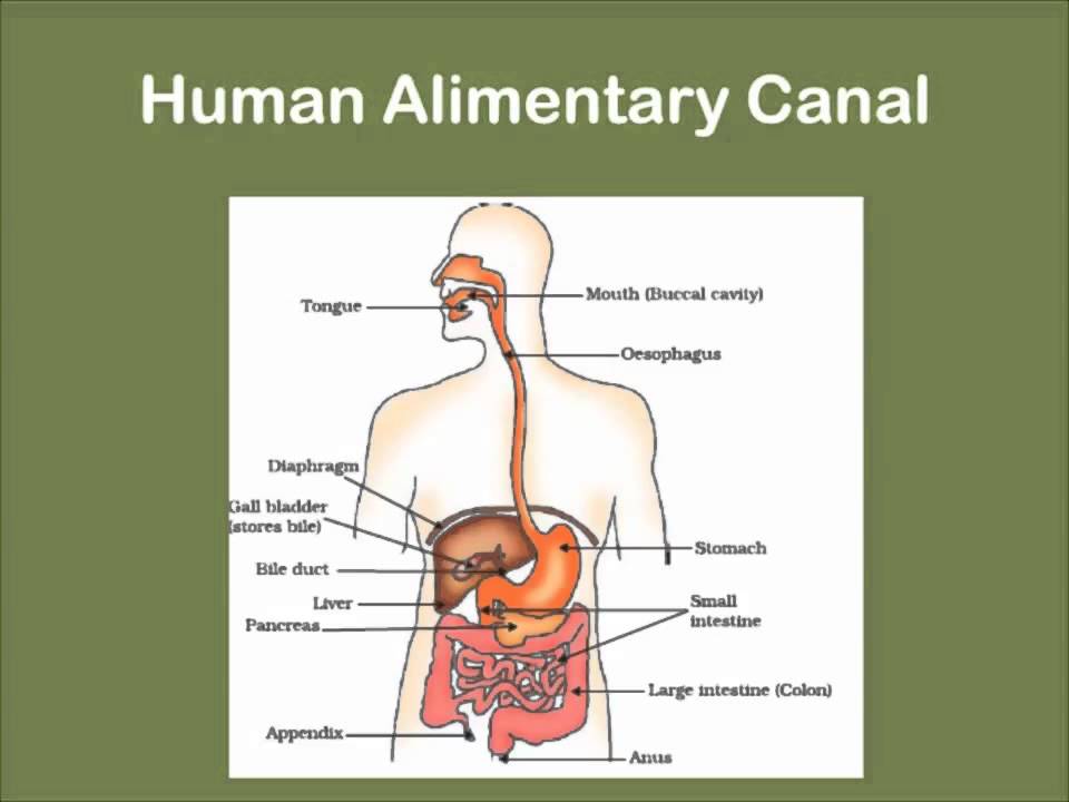 Class 10th Life Process