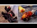 Groups of roosters mating hens best compilation 2023