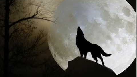 my flash animation demo